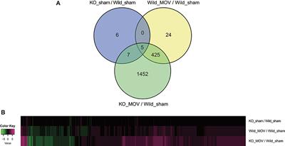 Deficiency of Vgll2 Gene Alters the Gene Expression Profiling of Skeletal Muscle Subjected to Mechanical Overload